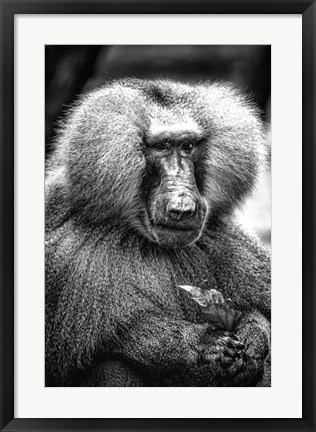 Framed Baboon  Black &amp; White Print