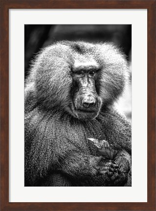 Framed Baboon  Black &amp; White Print