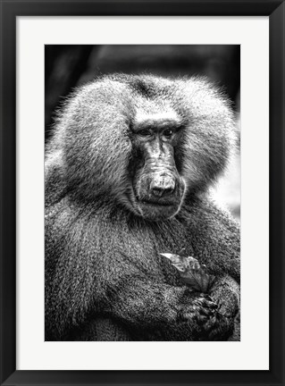 Framed Baboon  Black &amp; White Print