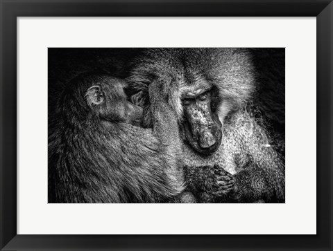 Framed Baboon II Black &amp; White Print