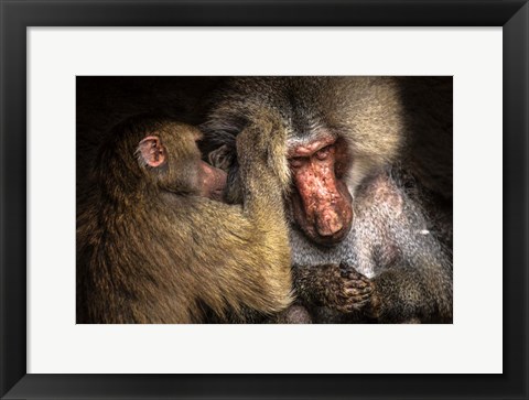 Framed Baboon II Print