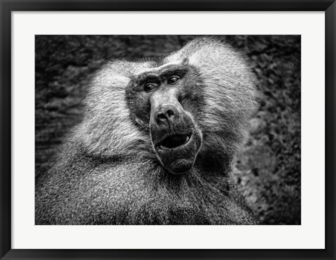 Framed Baboon III Black &amp; White Print