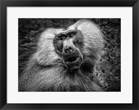 Framed Baboon III Black &amp; White Print