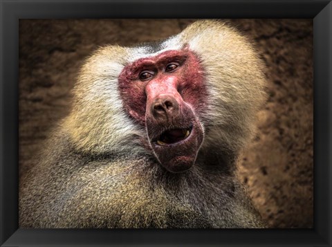 Framed Baboon III Print