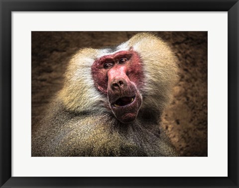 Framed Baboon III Print