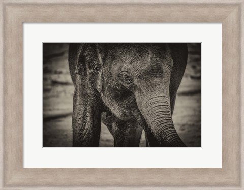 Framed Young Elephant sepia Print