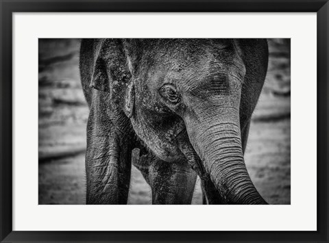 Framed Young Elephant Black &amp; White Print