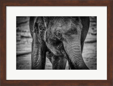 Framed Young Elephant Black &amp; White Print