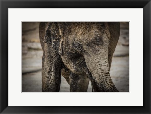 Framed Young Elephant Print