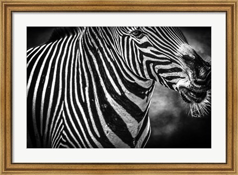 Framed Zebra Black &amp; White Print