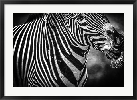 Framed Zebra Black &amp; White Print