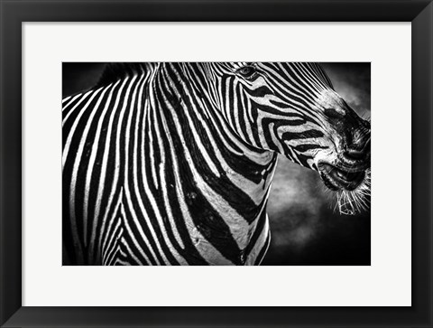 Framed Zebra Black &amp; White Print