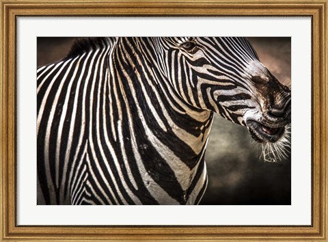 Framed Zebra Print