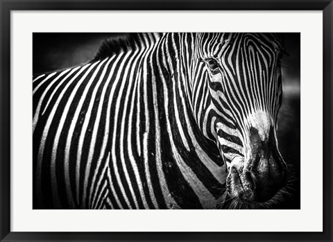 Framed Zebra II Black &amp; White Print