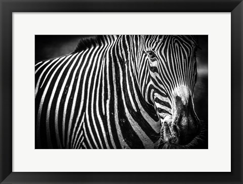 Framed Zebra II Black &amp; White Print