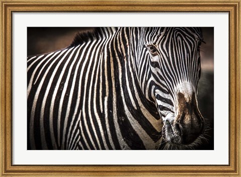 Framed Zebra II Print