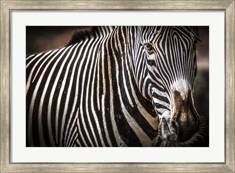 Framed Zebra II Print