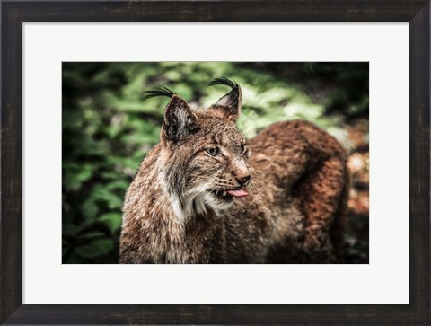 Framed Lynx Tonque Print
