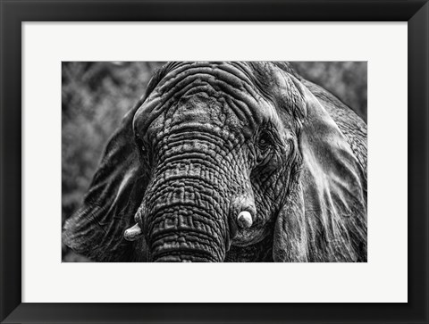 Framed Elephant Front Black &amp; White Print