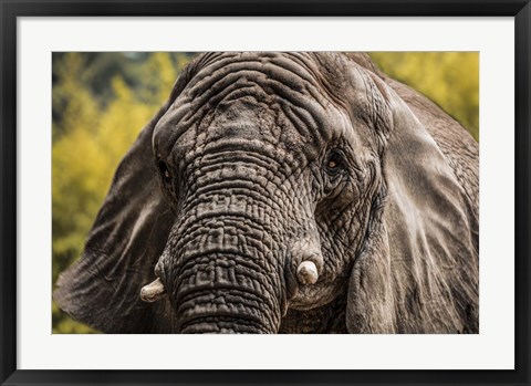 Framed Elephant Front Print
