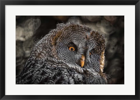 Framed Wisdom Owl Black &amp; White Print