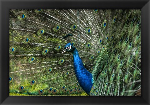 Framed Peacock Showing Off Print