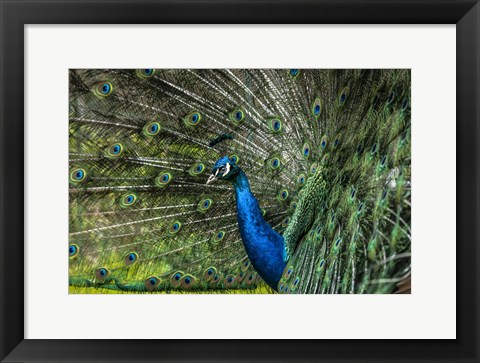 Framed Peacock Showing Off Print