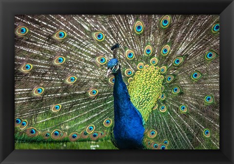 Framed Peacock Showing Off II Print