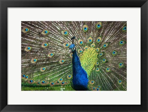 Framed Peacock Showing Off II Print