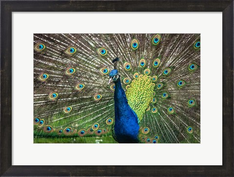 Framed Peacock Showing Off II Print