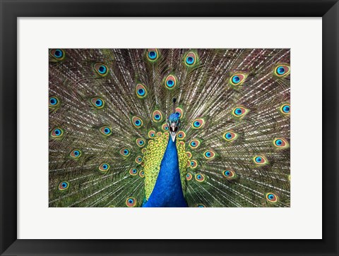 Framed Peacock Showing Off Close Up Print