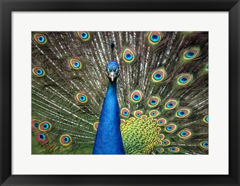 Framed Peacock Showing Off Close Up II Print