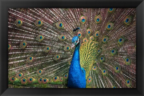 Framed Peacock Showing Off III Print