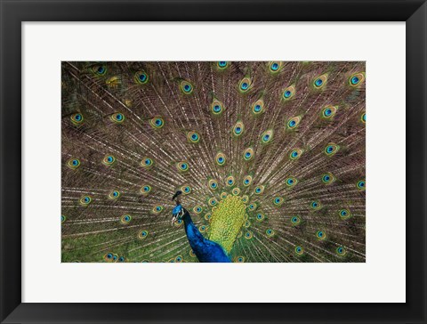 Framed Peacock Showing Off IV Print