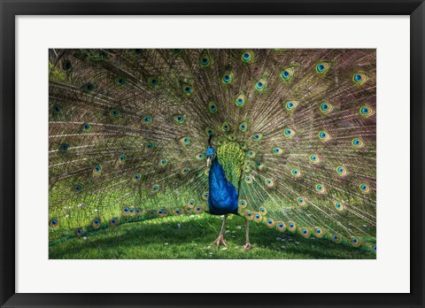 Framed Peacock Showing Off V Print