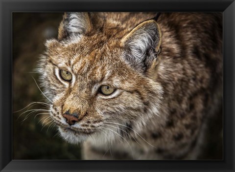 Framed Lynx Close Up Print