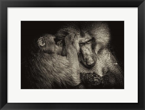 Framed Baboon II Sepia Print