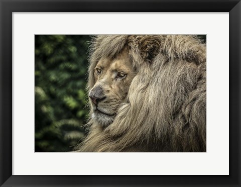 Framed White Lion Wide Print