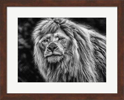 Framed White Albino Lion Black &amp; White Print