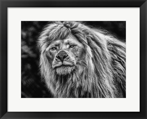 Framed White Albino Lion Black &amp; White Print