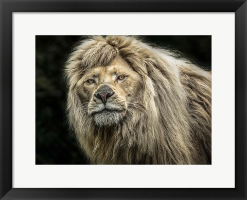 Framed White Albino Lion Print