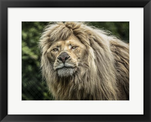 Framed White Albino Lion II Print