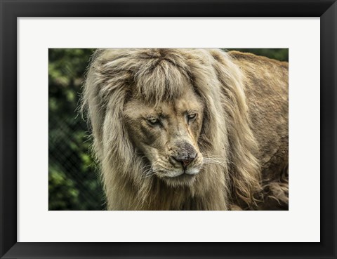 Framed White Albino Lion III Print