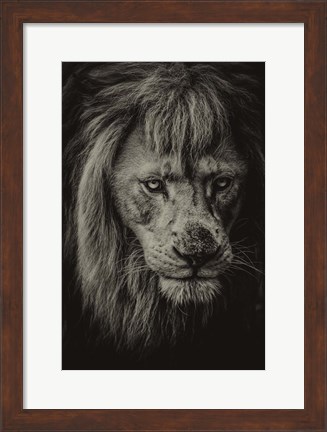 Framed White Albino Lion IV Sepia Print