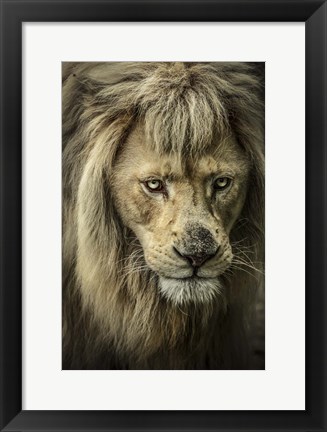 Framed White Albino Lion IV Print