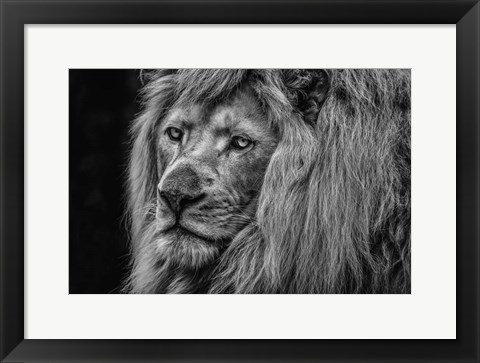 Framed White Albino Lion Close Up Black &amp; White Print