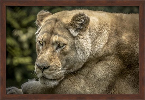 Framed Female White Lion II Print