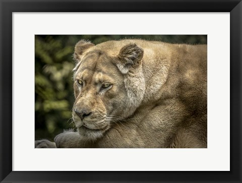 Framed Female White Lion II Print