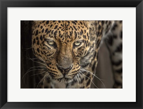 Framed Jaguar Print