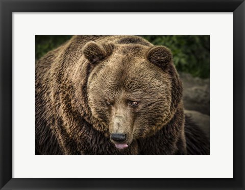 Framed Grizzly Print